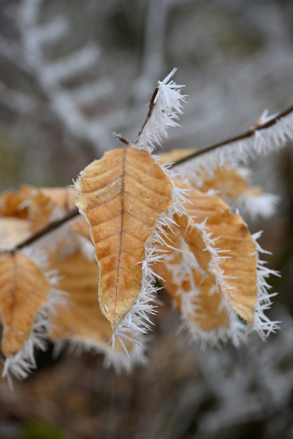 Photo #14093243