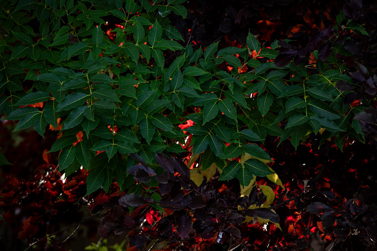 Photo #14093283