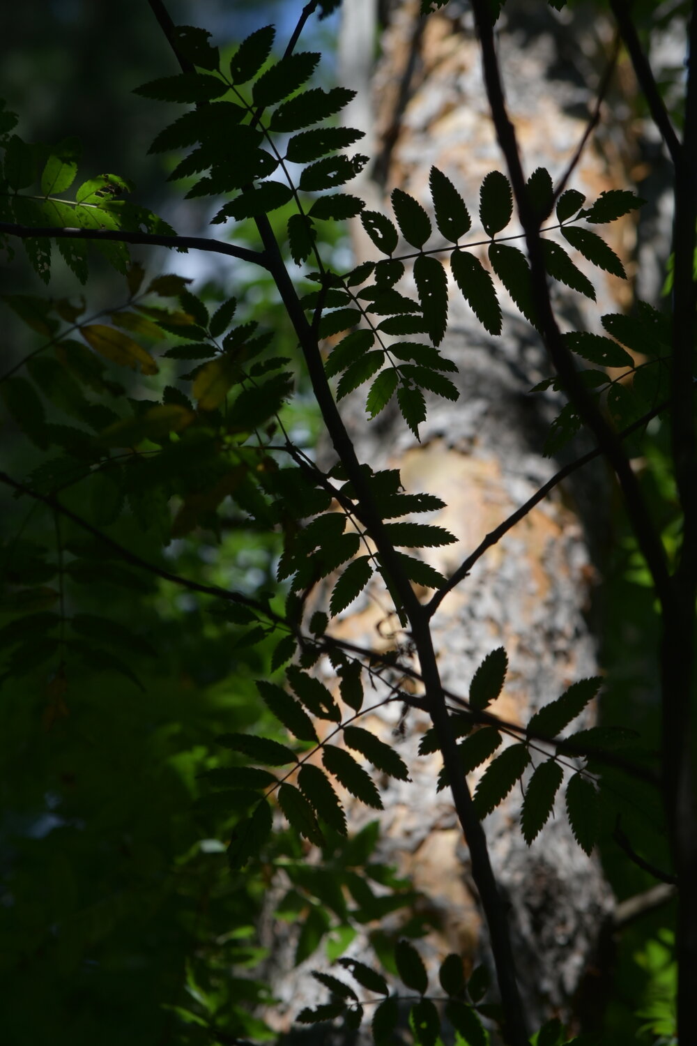 Photo #14093309