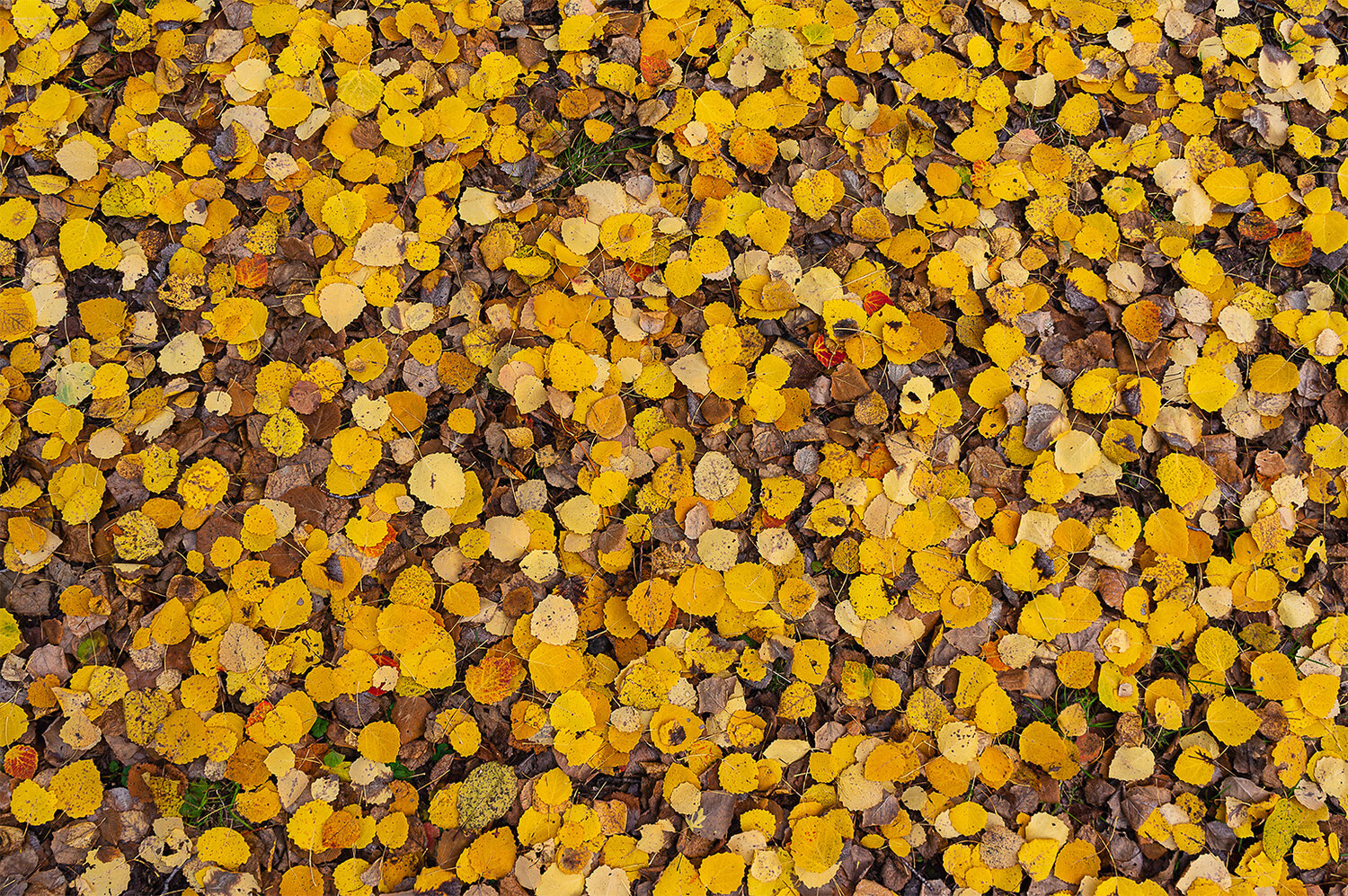 Photo #14093317