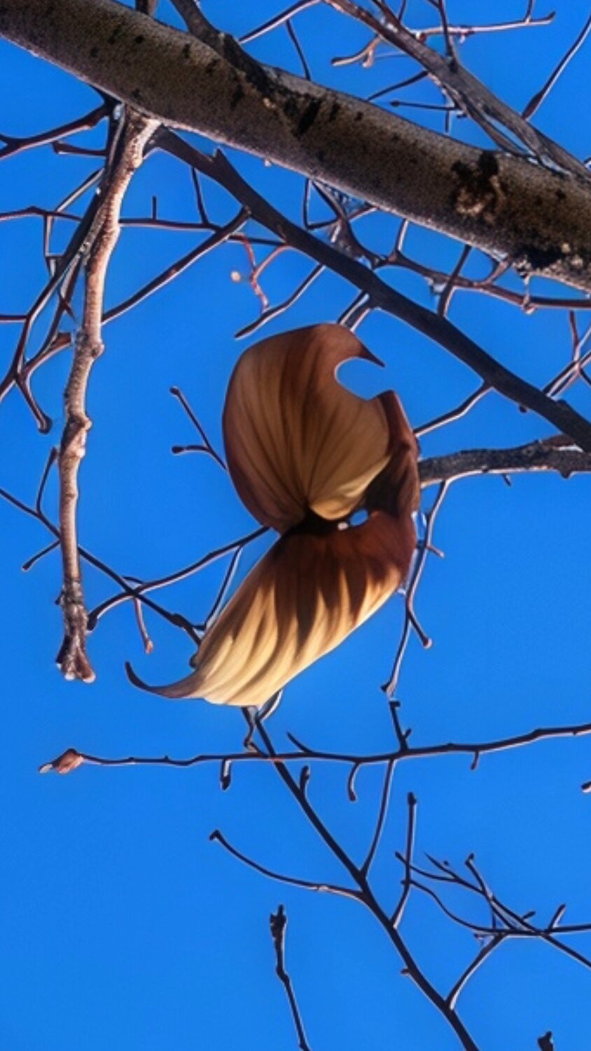 Between Winter and Wings