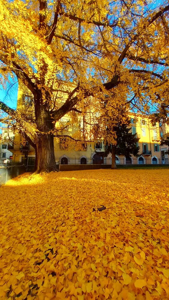 The Golden Sleep of the Earth