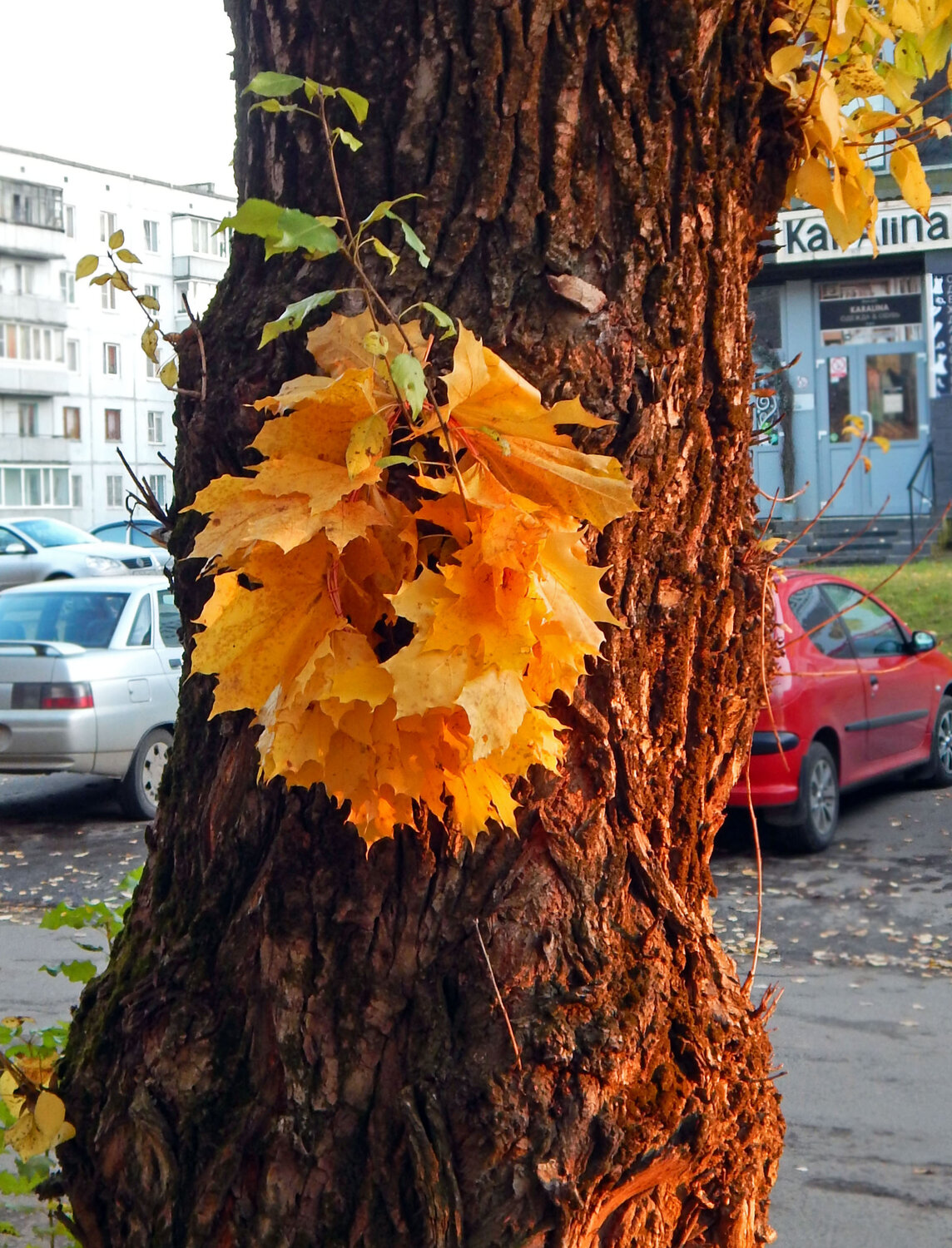 Photo #14093366
