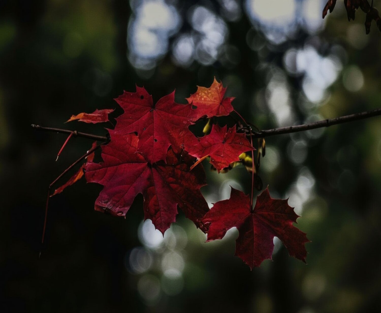 Photo #14093373