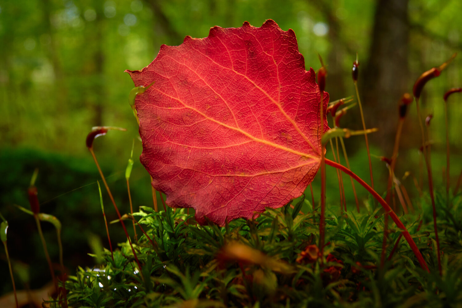 Photo #14093438