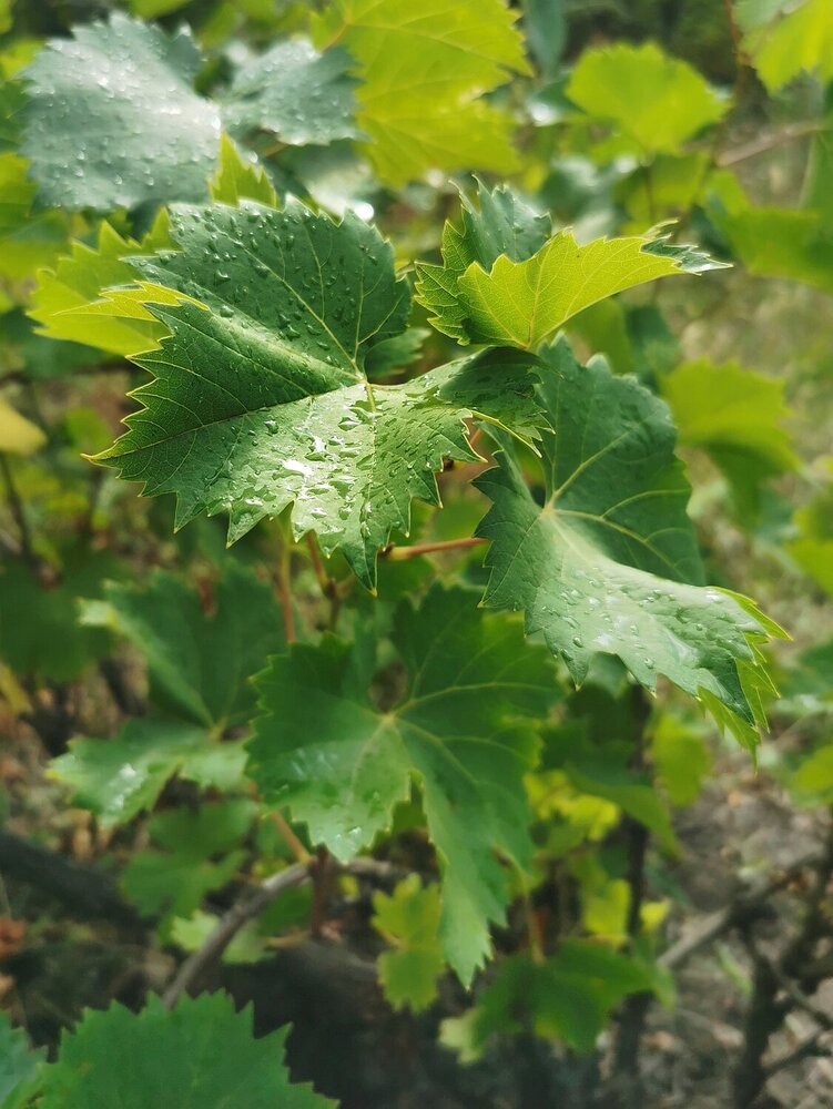 Photograph by Светлана Смирнова