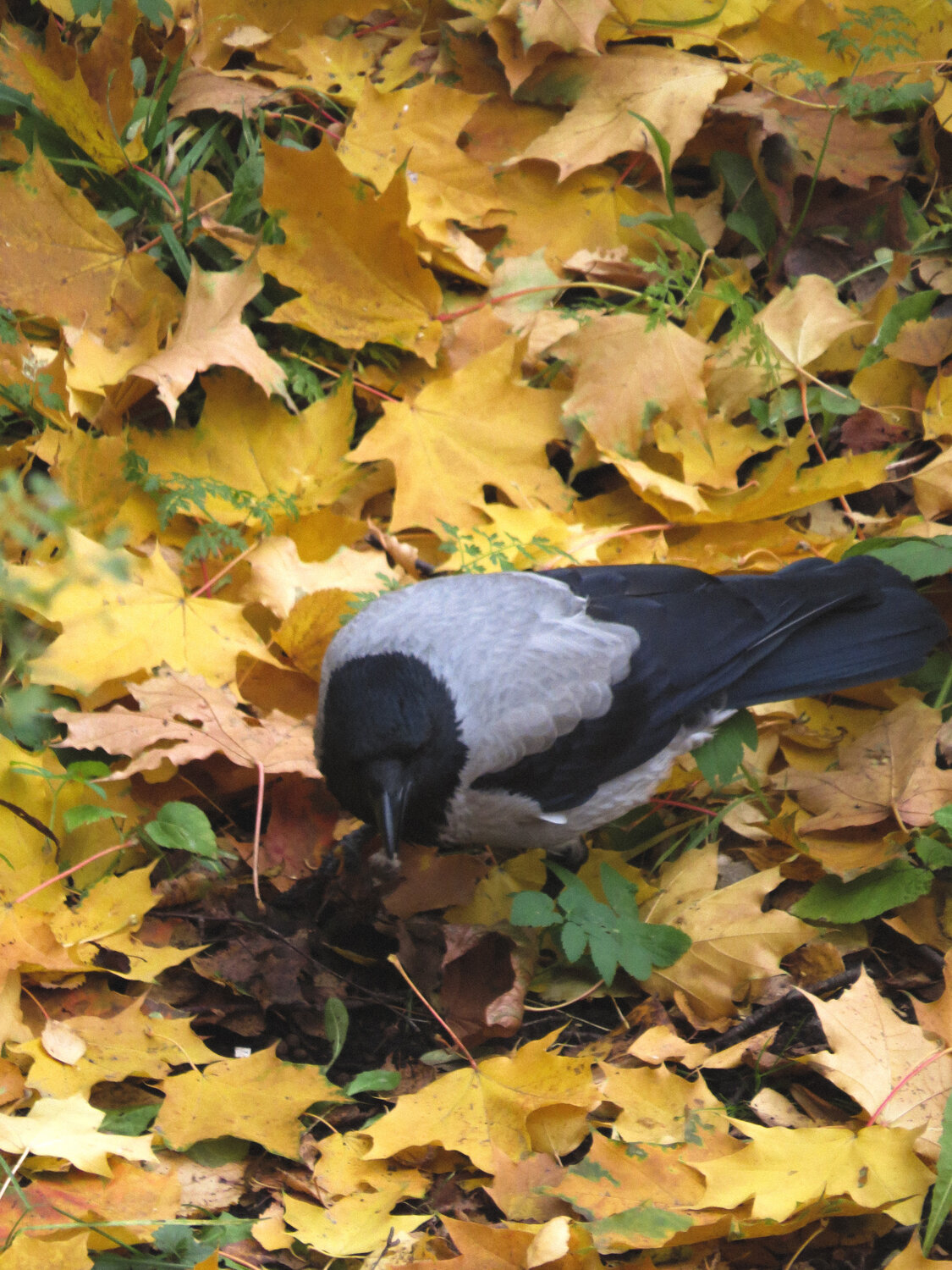 Photo #14093476