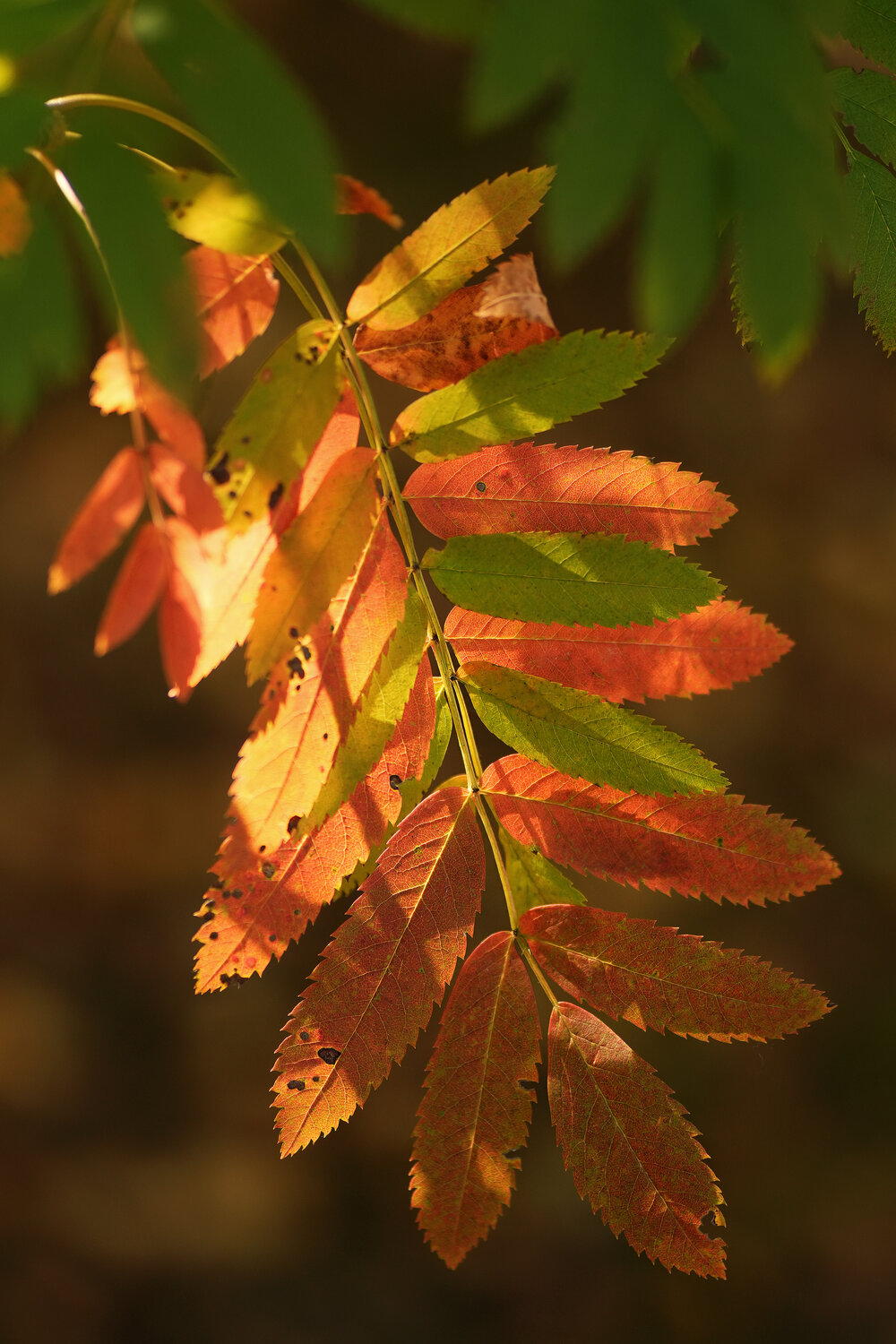 Photo #14093497