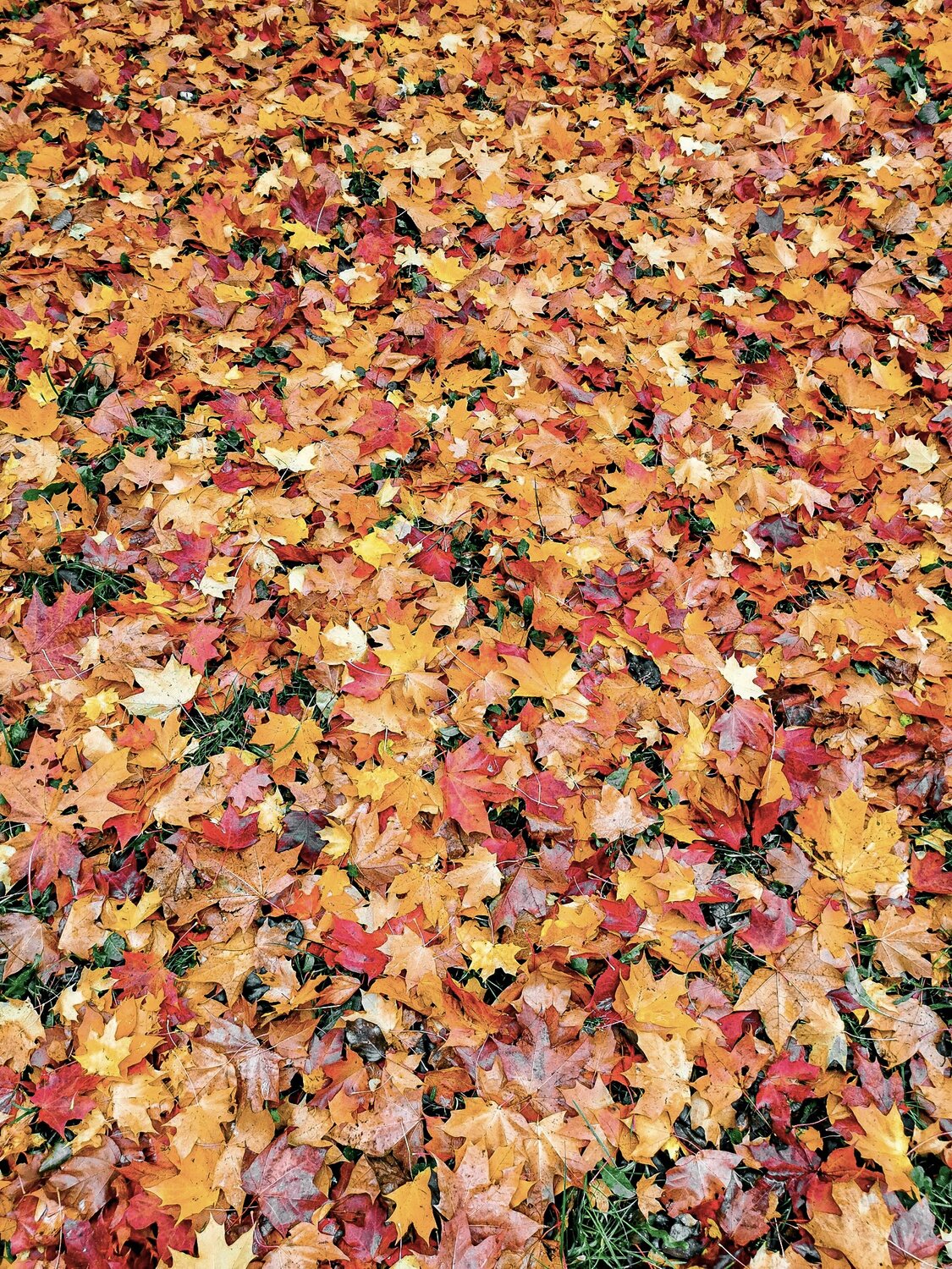 Photo #14093504