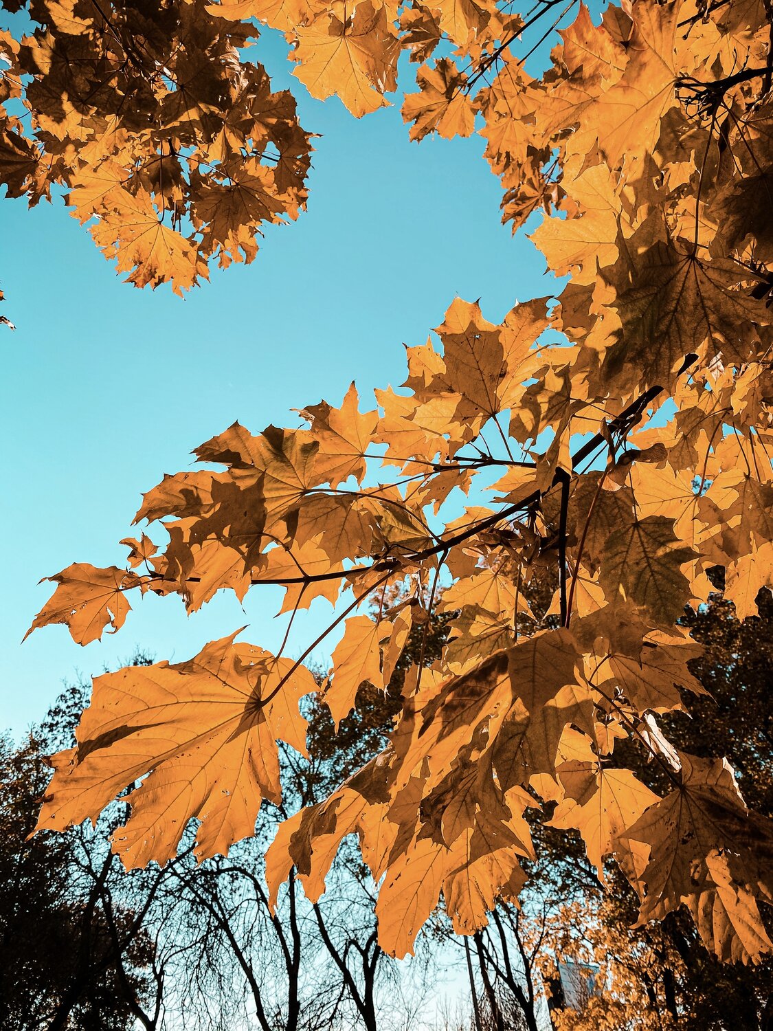Photo #14093508