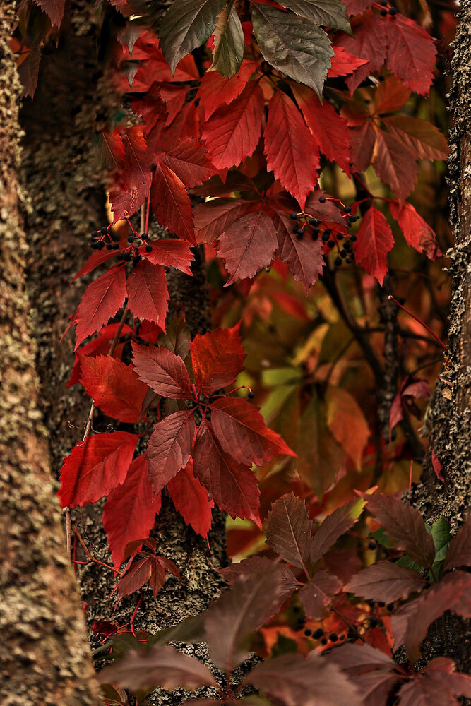 Photograph by Елена Одынец