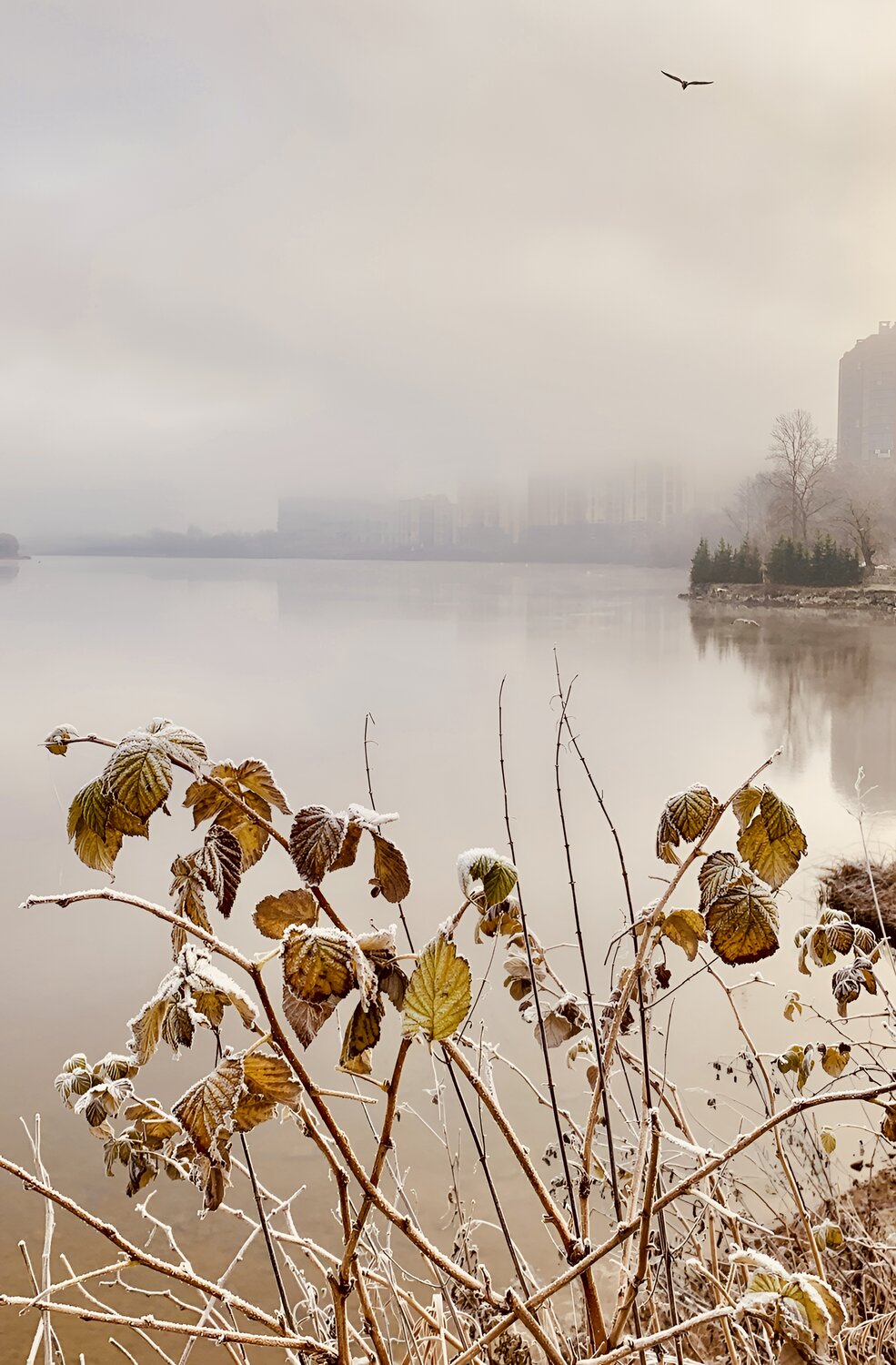 Photo #14093595