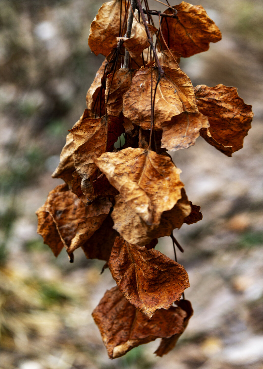 Photo #14093624