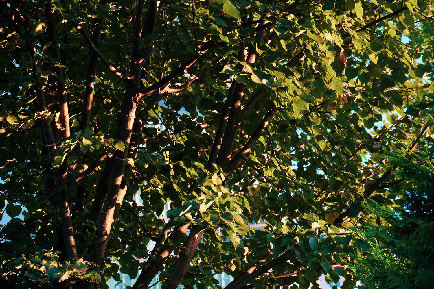 Photo #14093628
