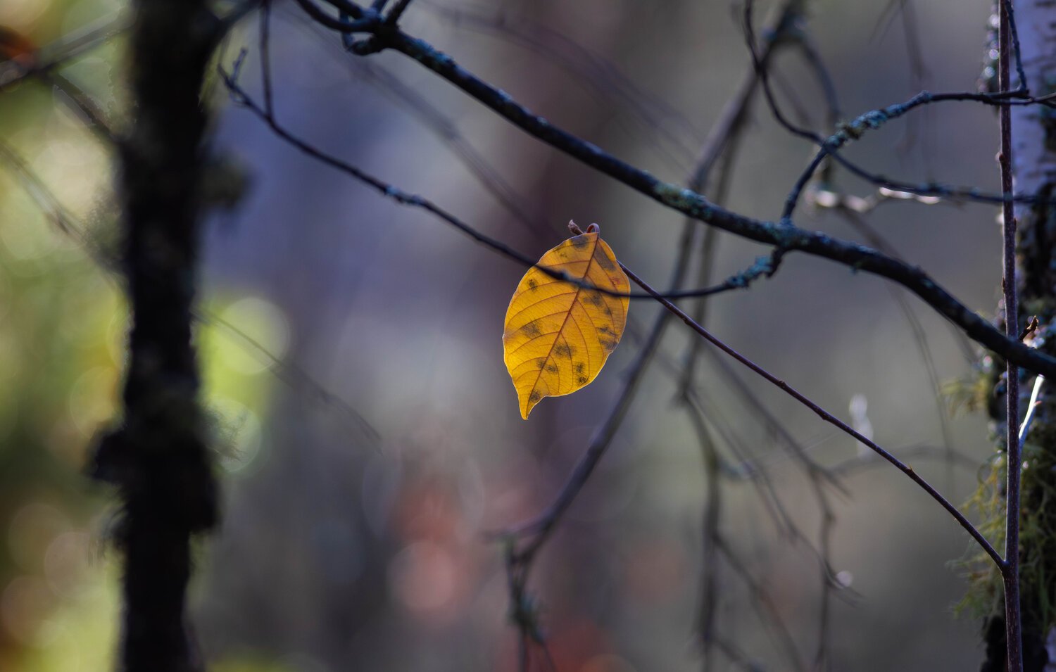 Photo #14093638