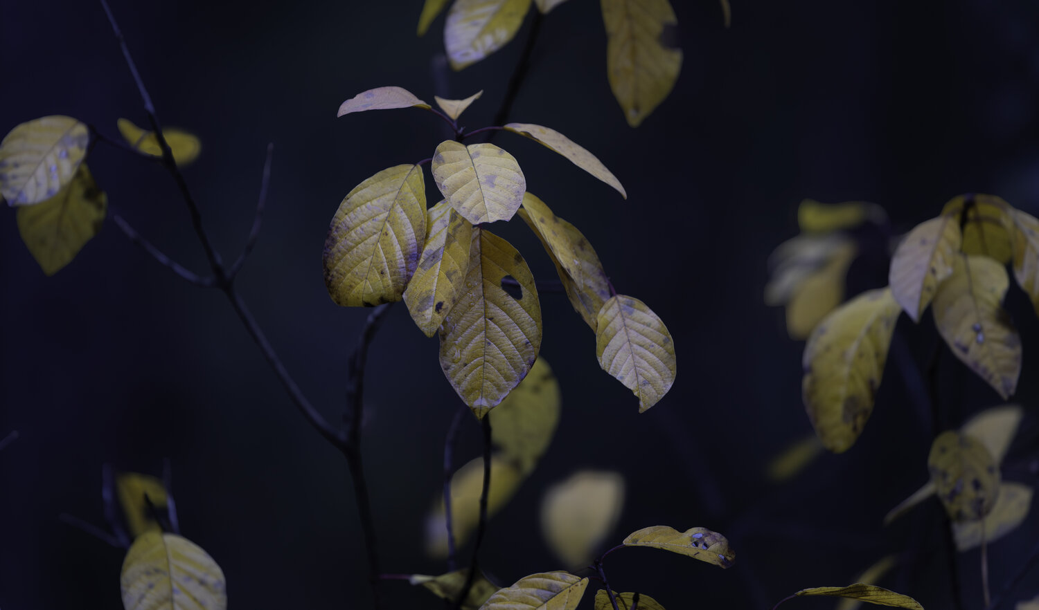 Photo #14093640