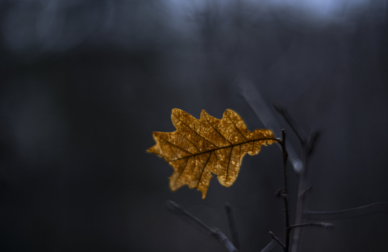 Photo #14093641