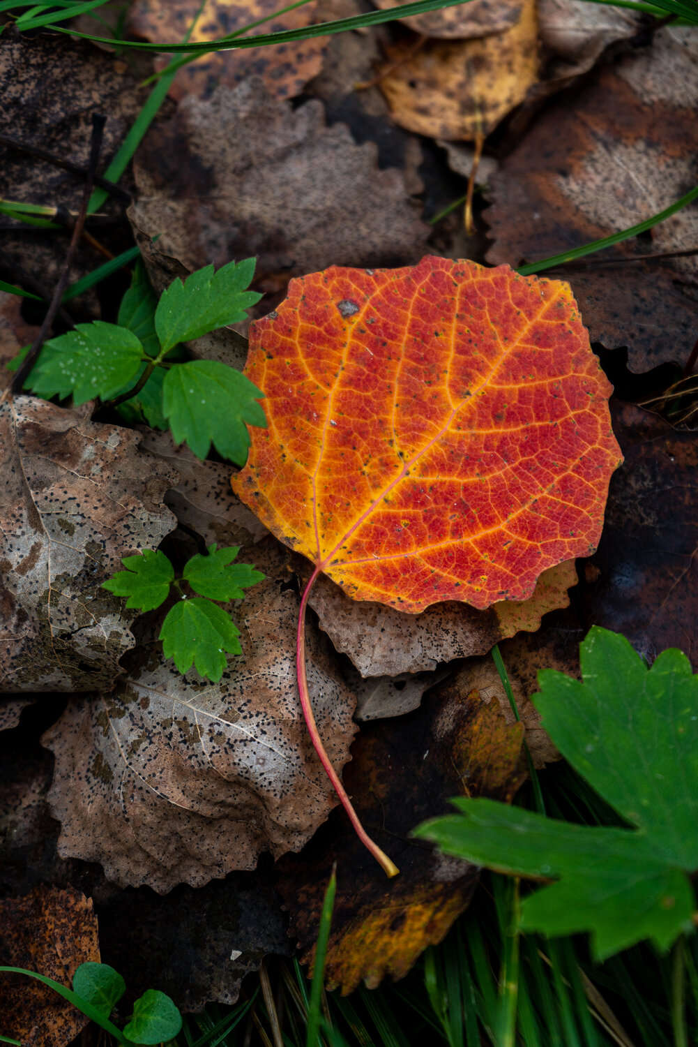 Photo #14093747