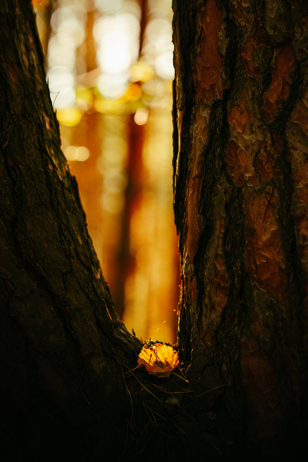 Photo #14093823