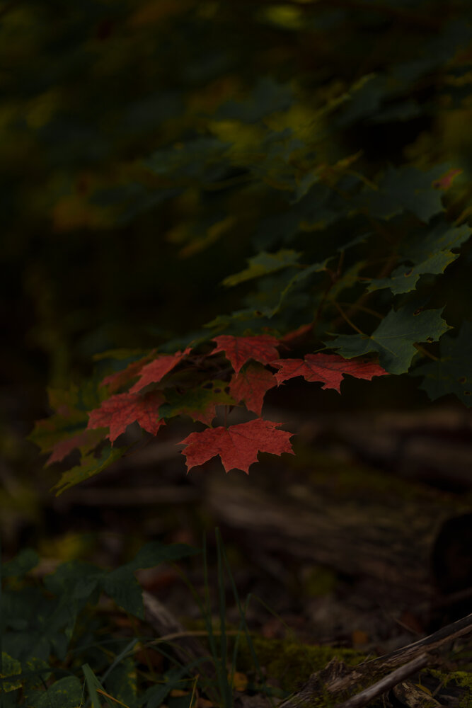 Photograph by Petrovic Dmitry