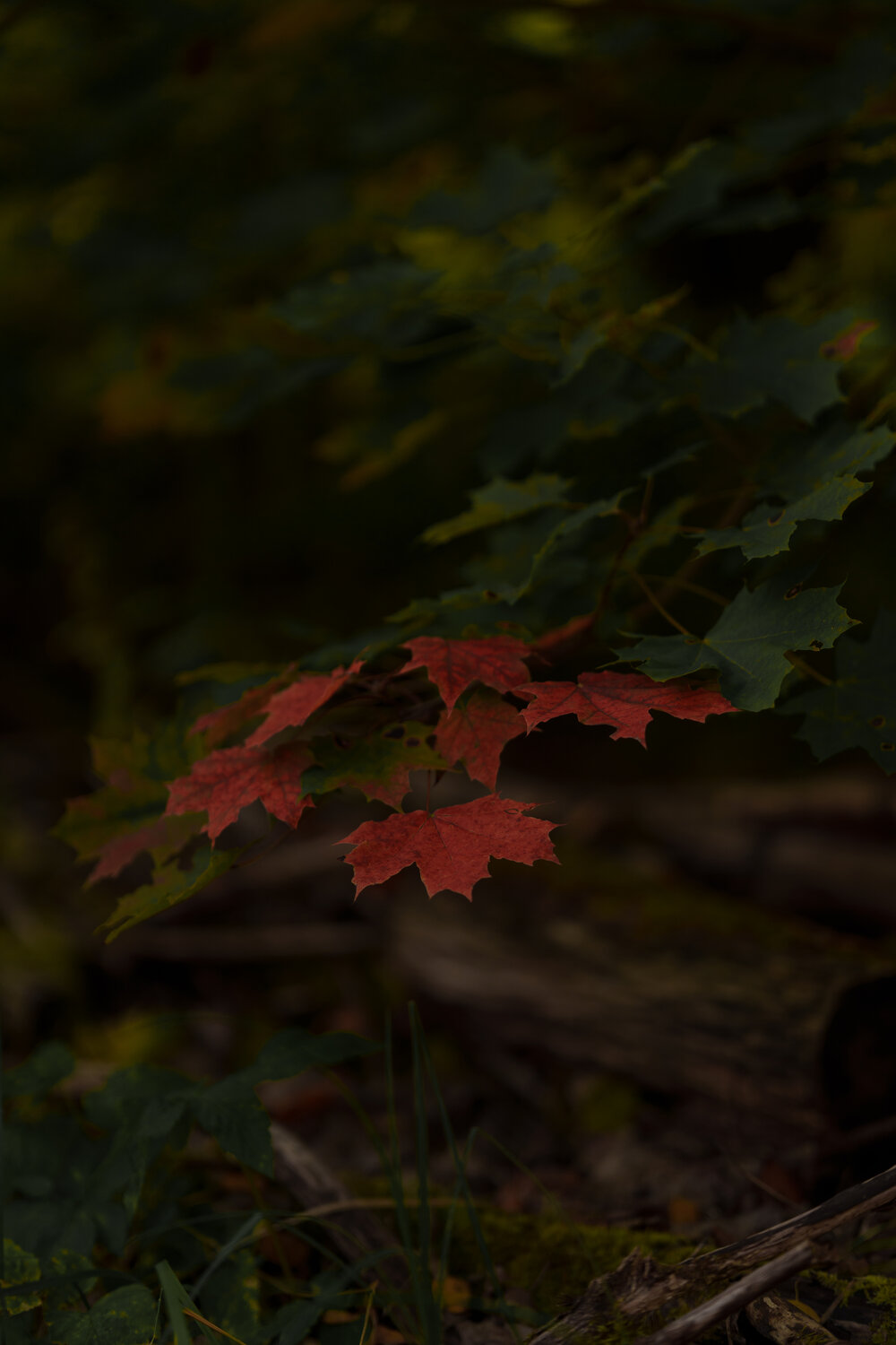 Photo #14093824