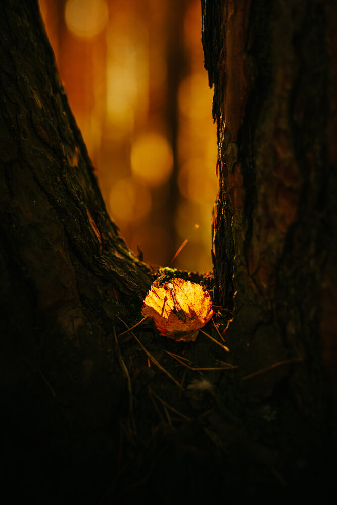 Photograph by Petrovic Dmitry