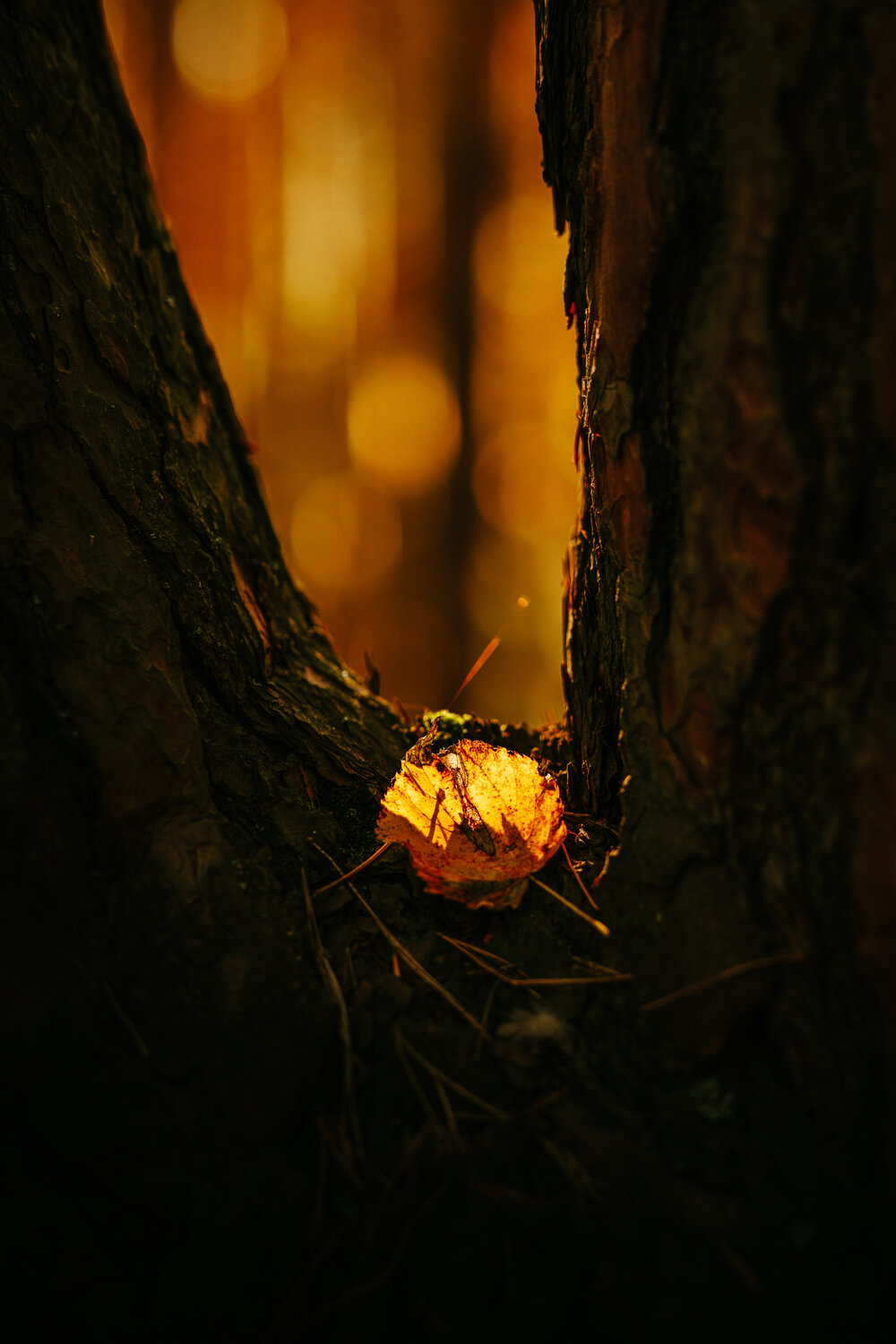 Photo #14093825