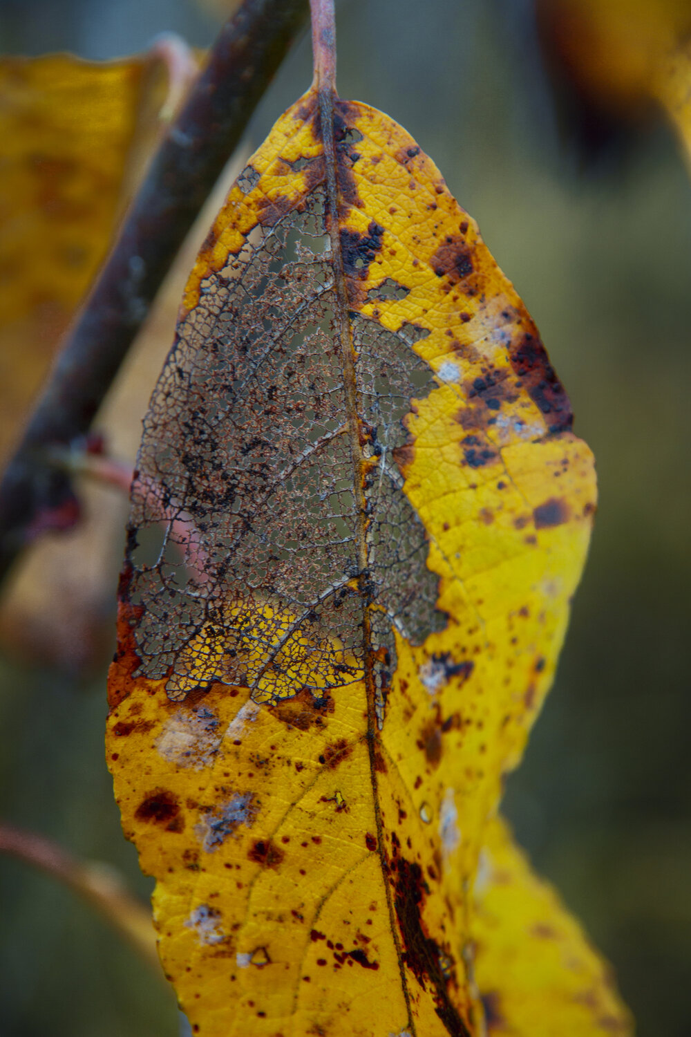 Photo #14093907