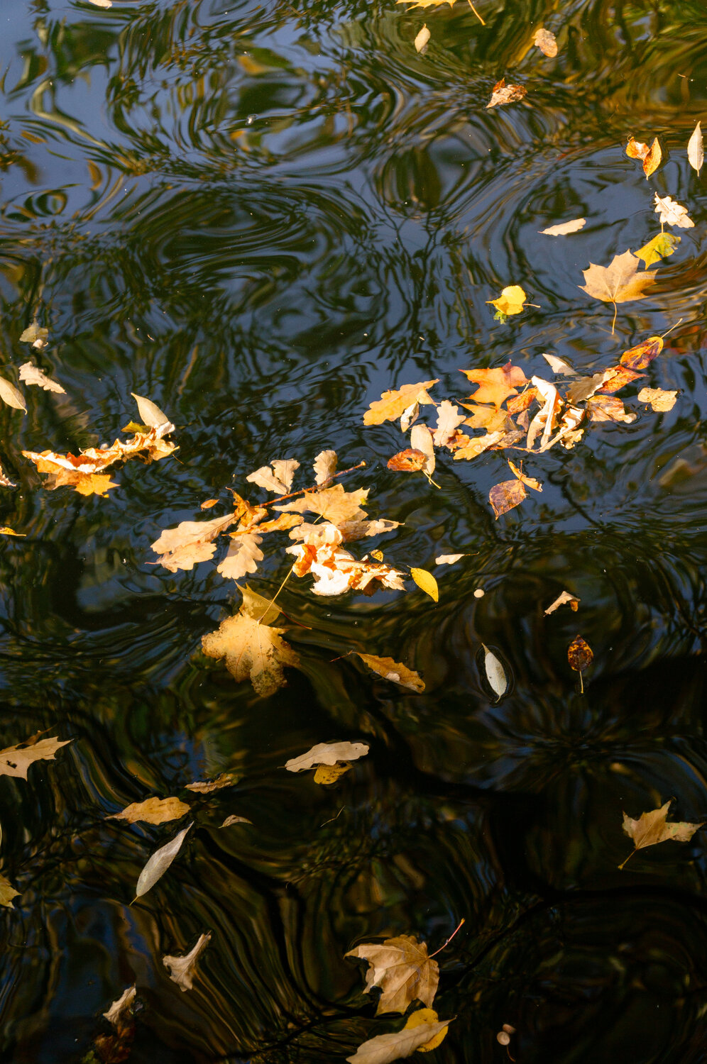 Photo #14093915