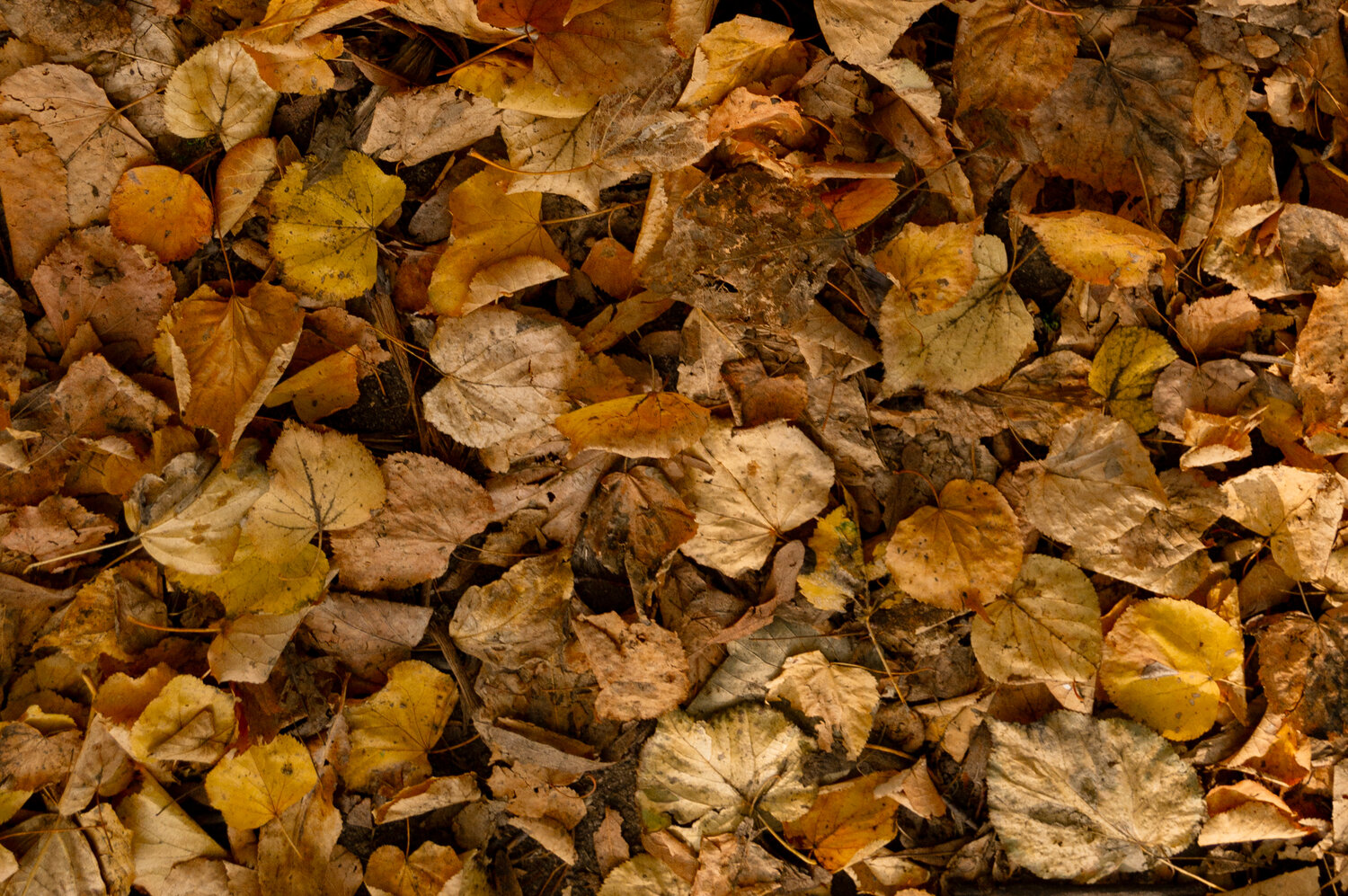 Photo #14093916