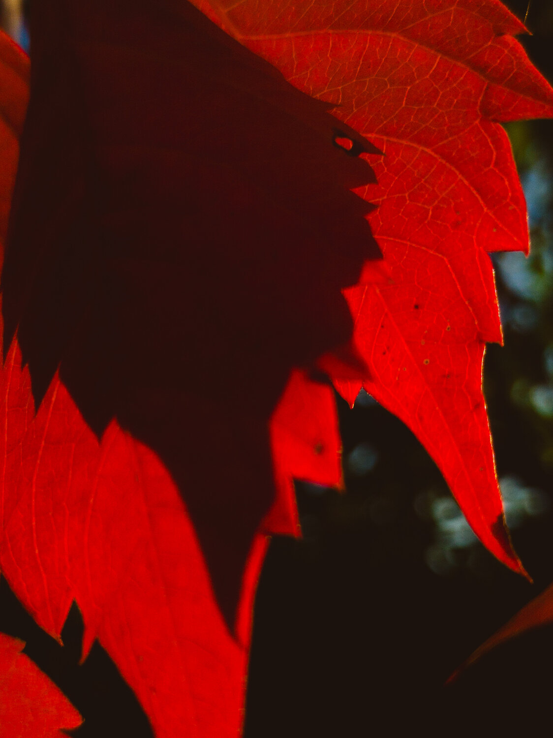 Photo #14094071