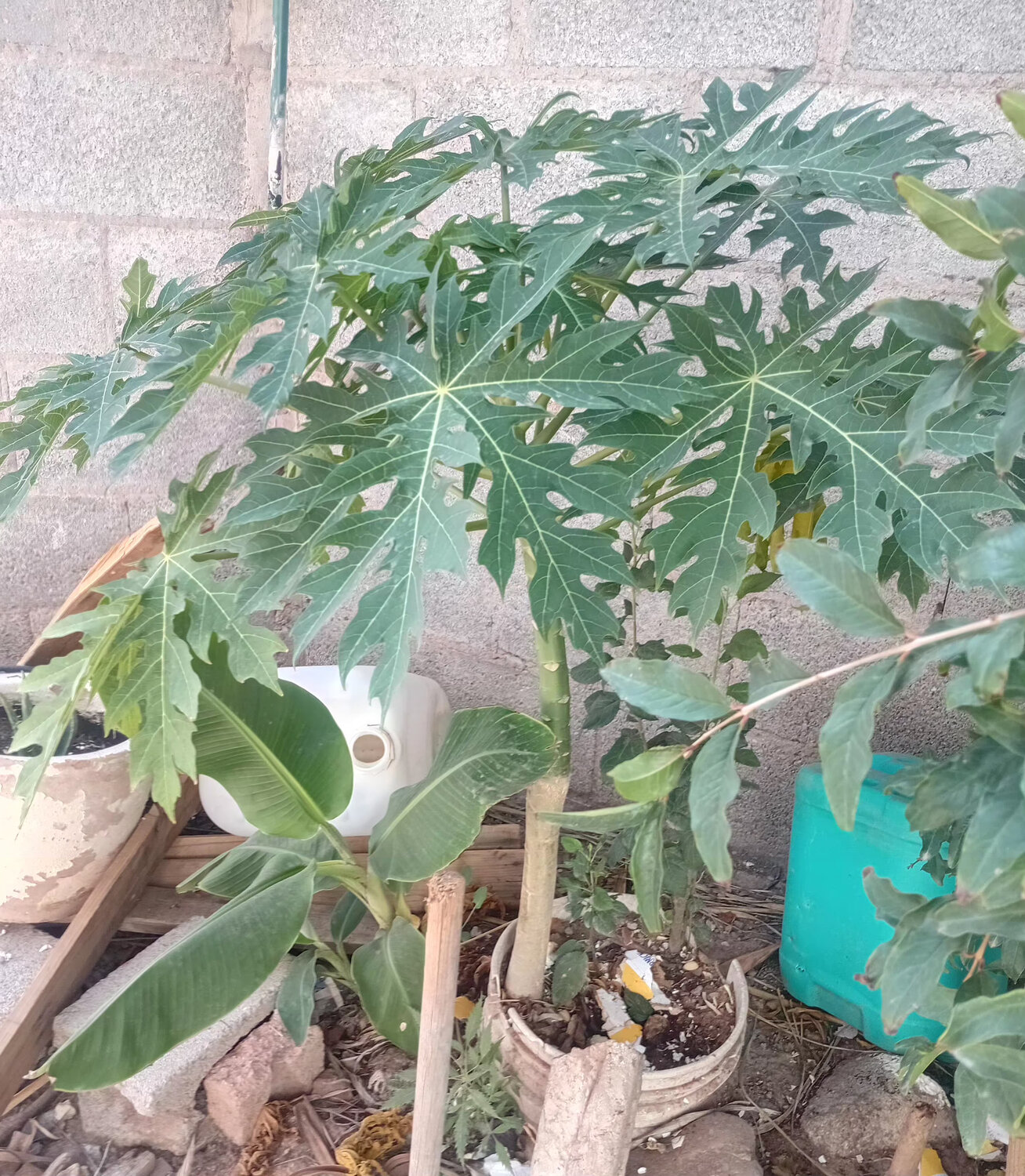Papaya tropical plant