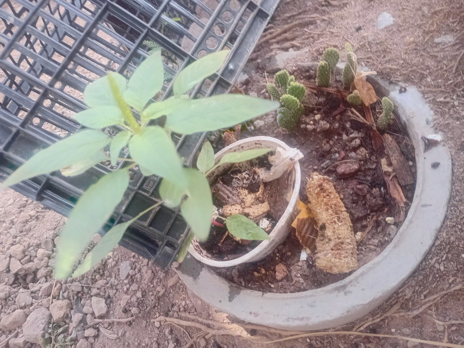 Buganbilia plant