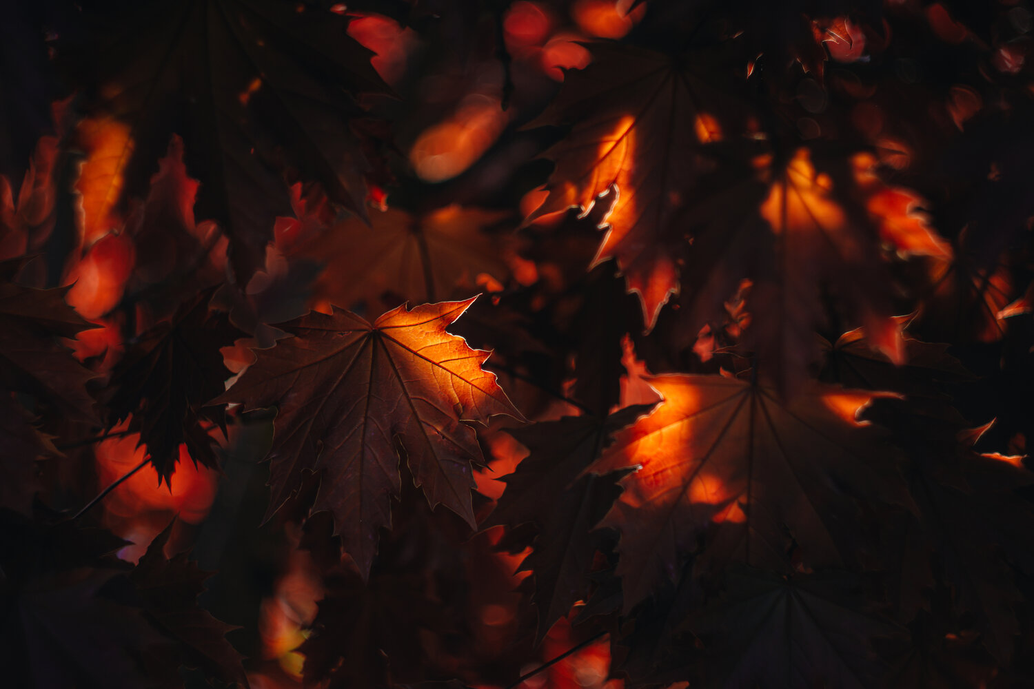 Photo #14094206