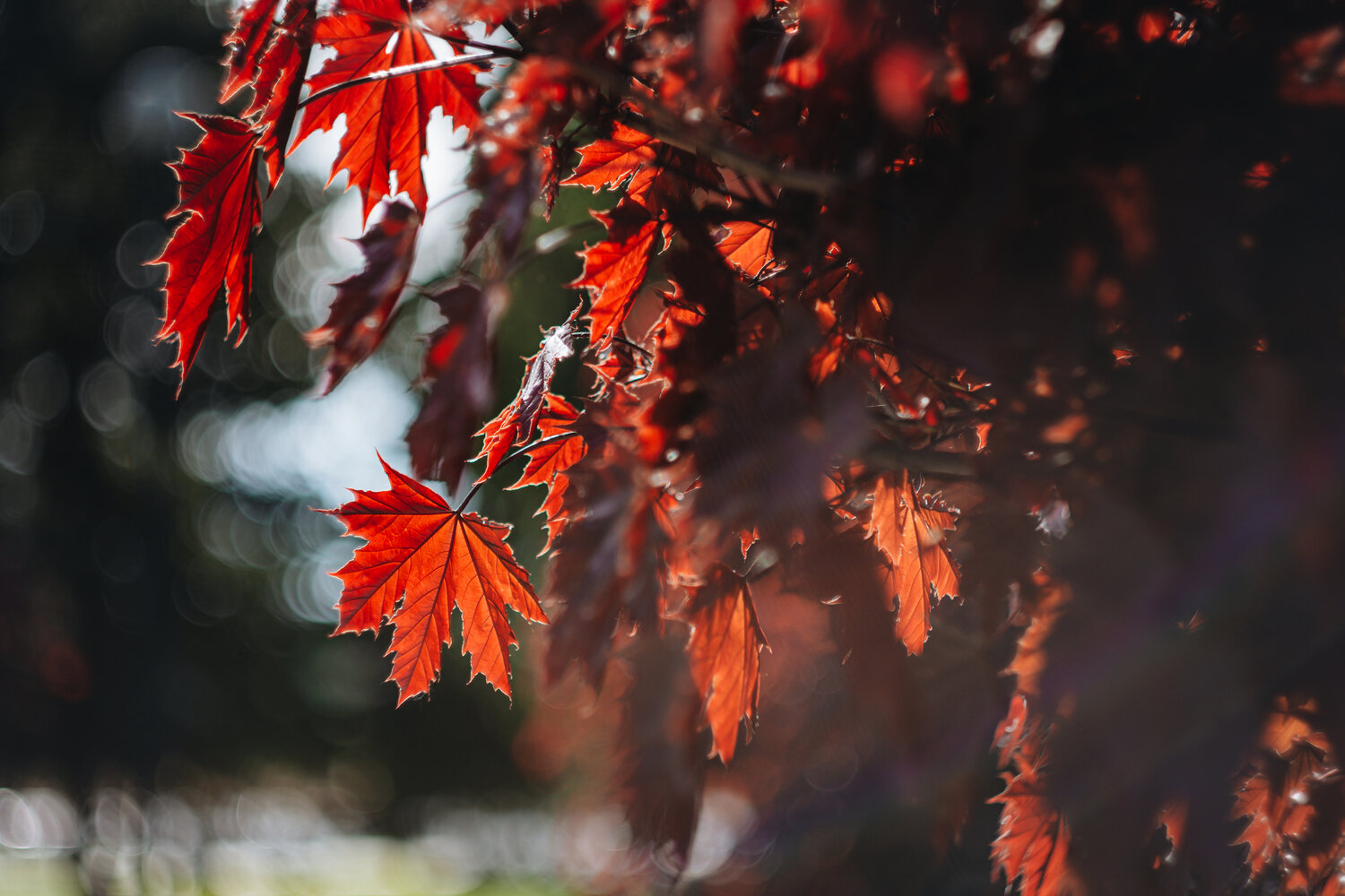 Photo #14094209