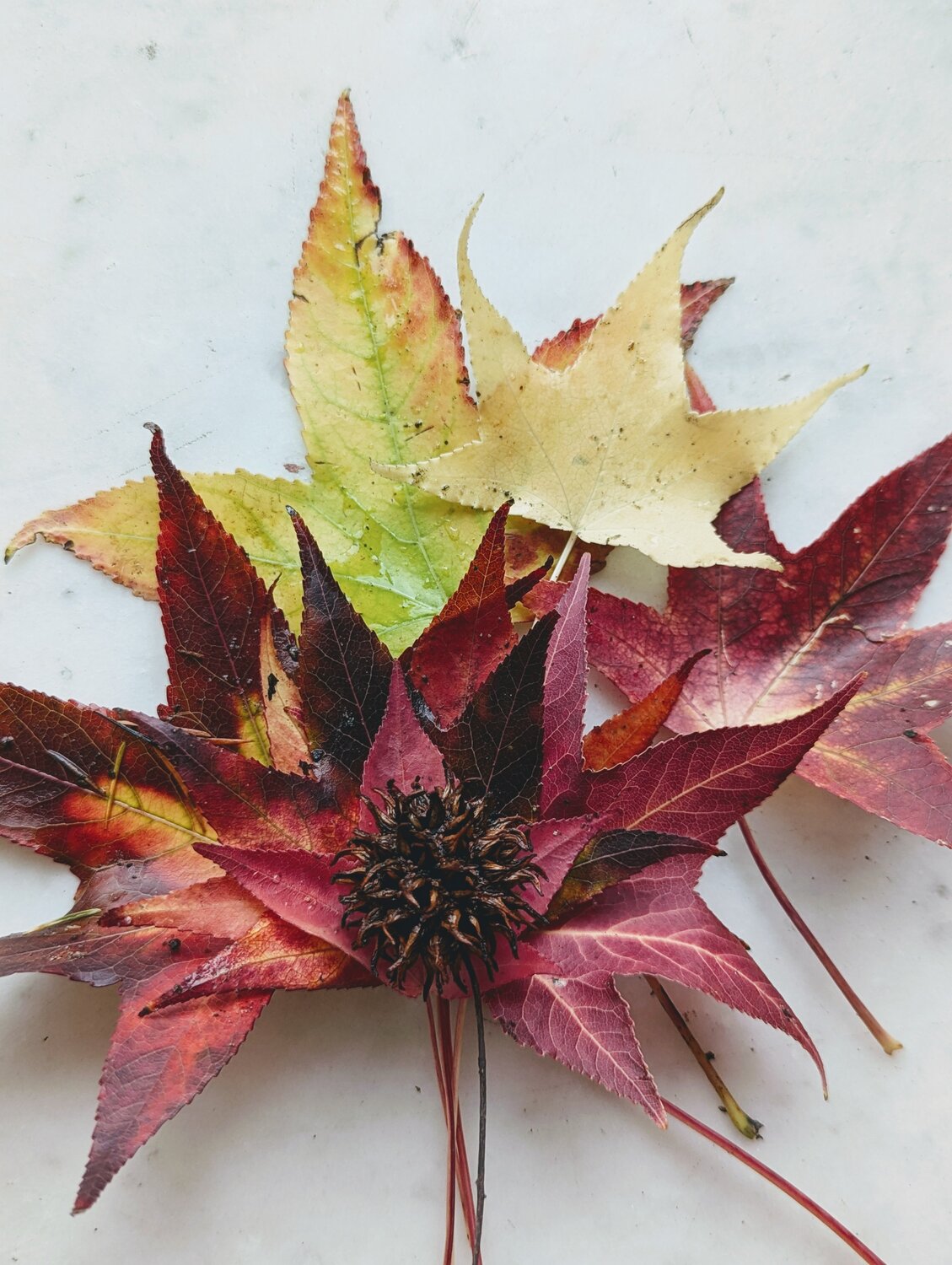 Photo #14094235