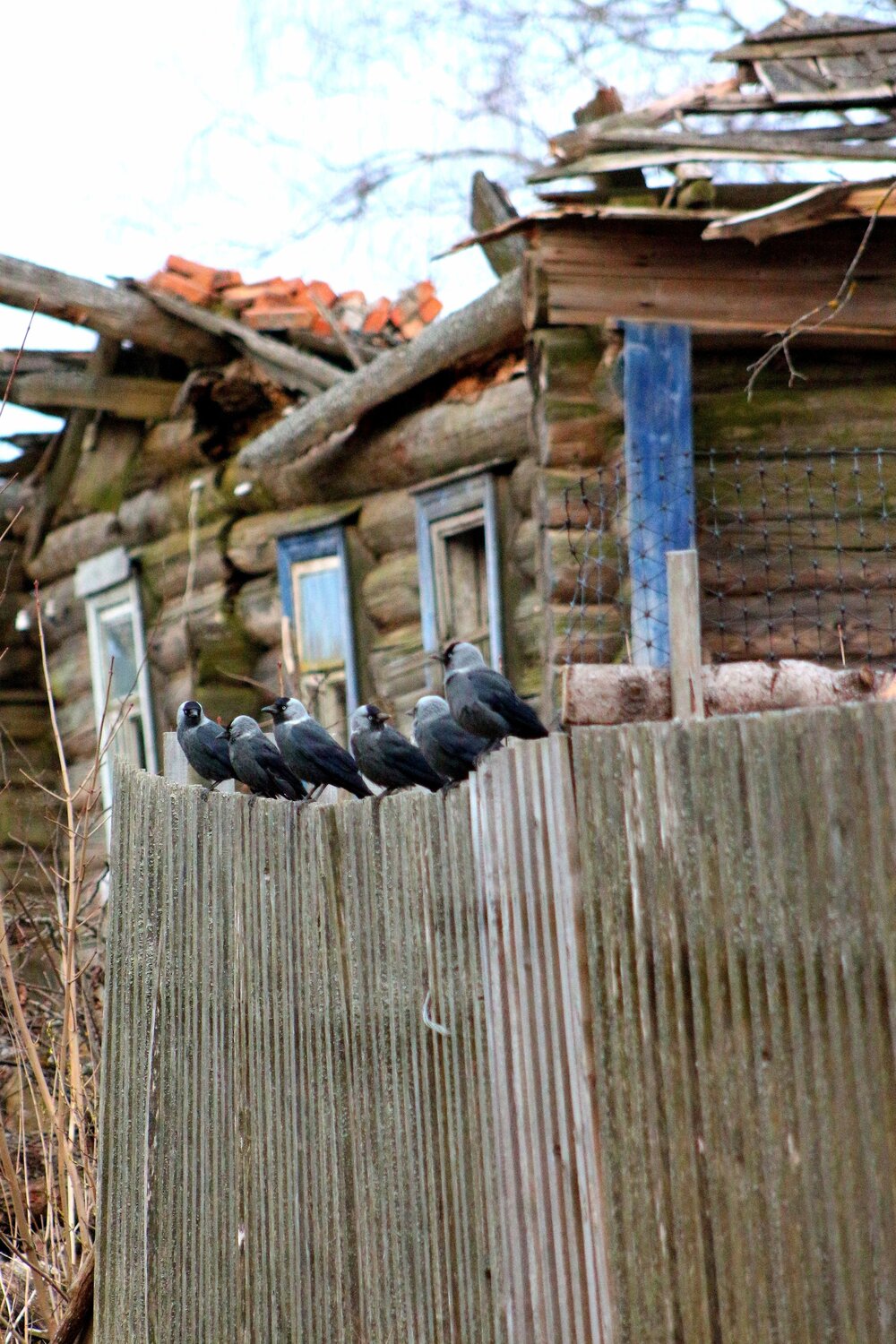 Photo #14094251