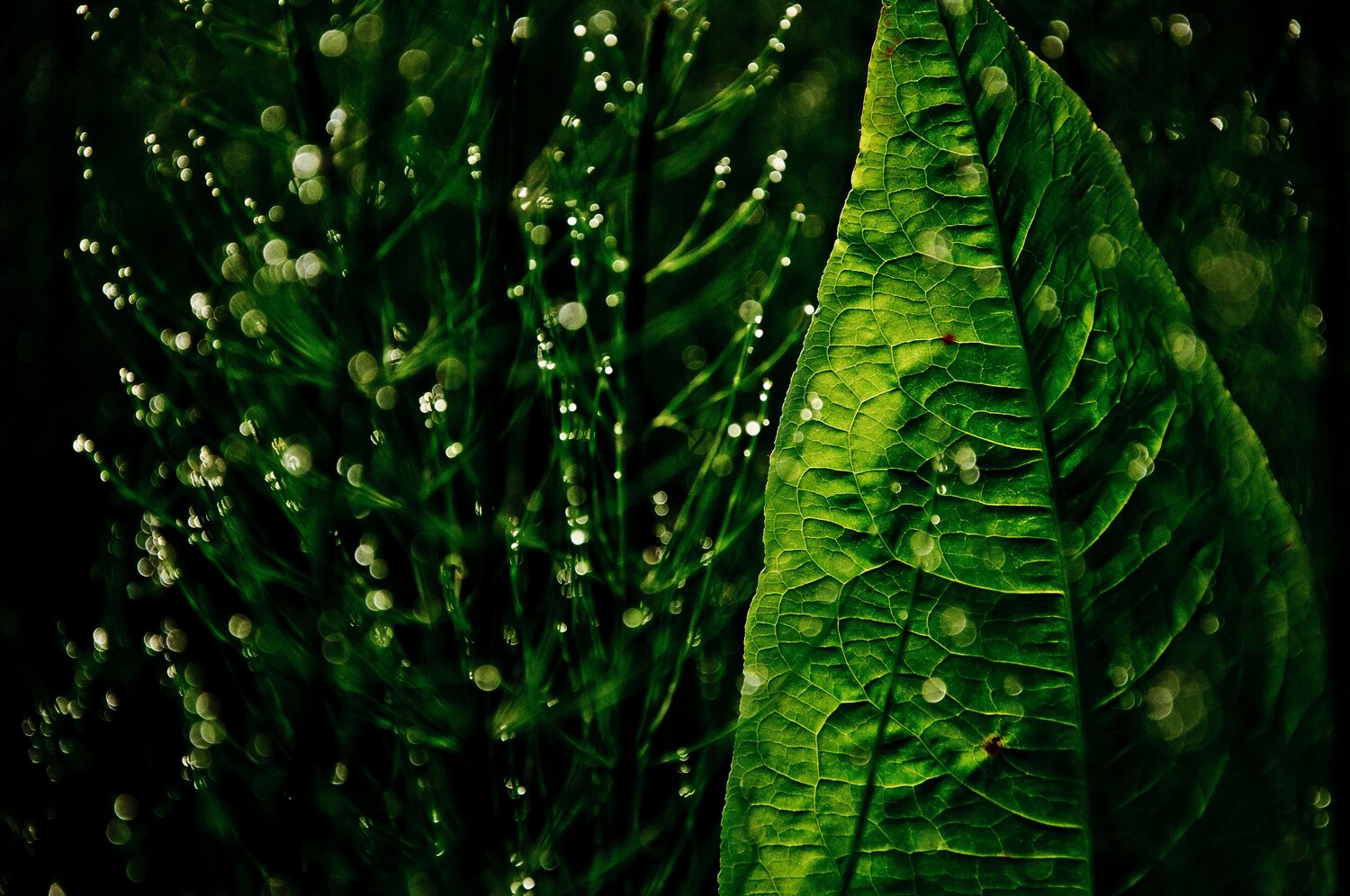 Photo #14094277