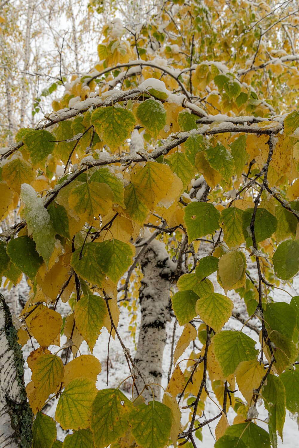Photo #14094280