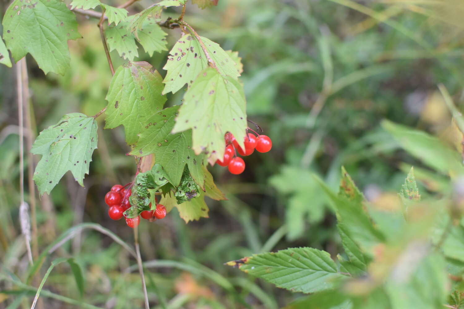 Photo #14094294