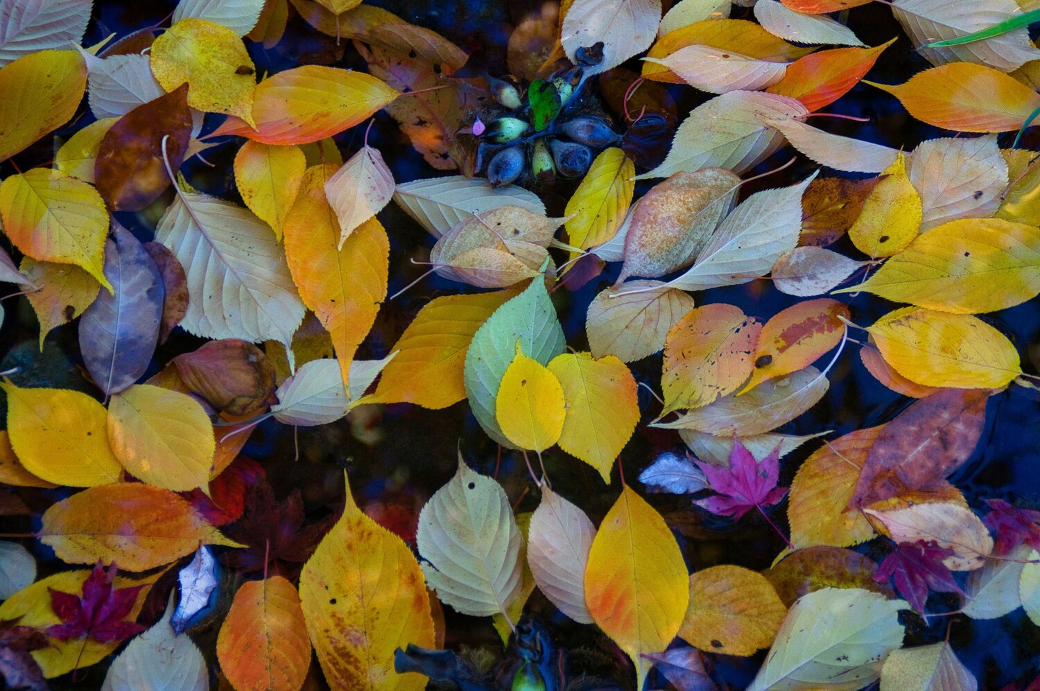 Photo #14094318