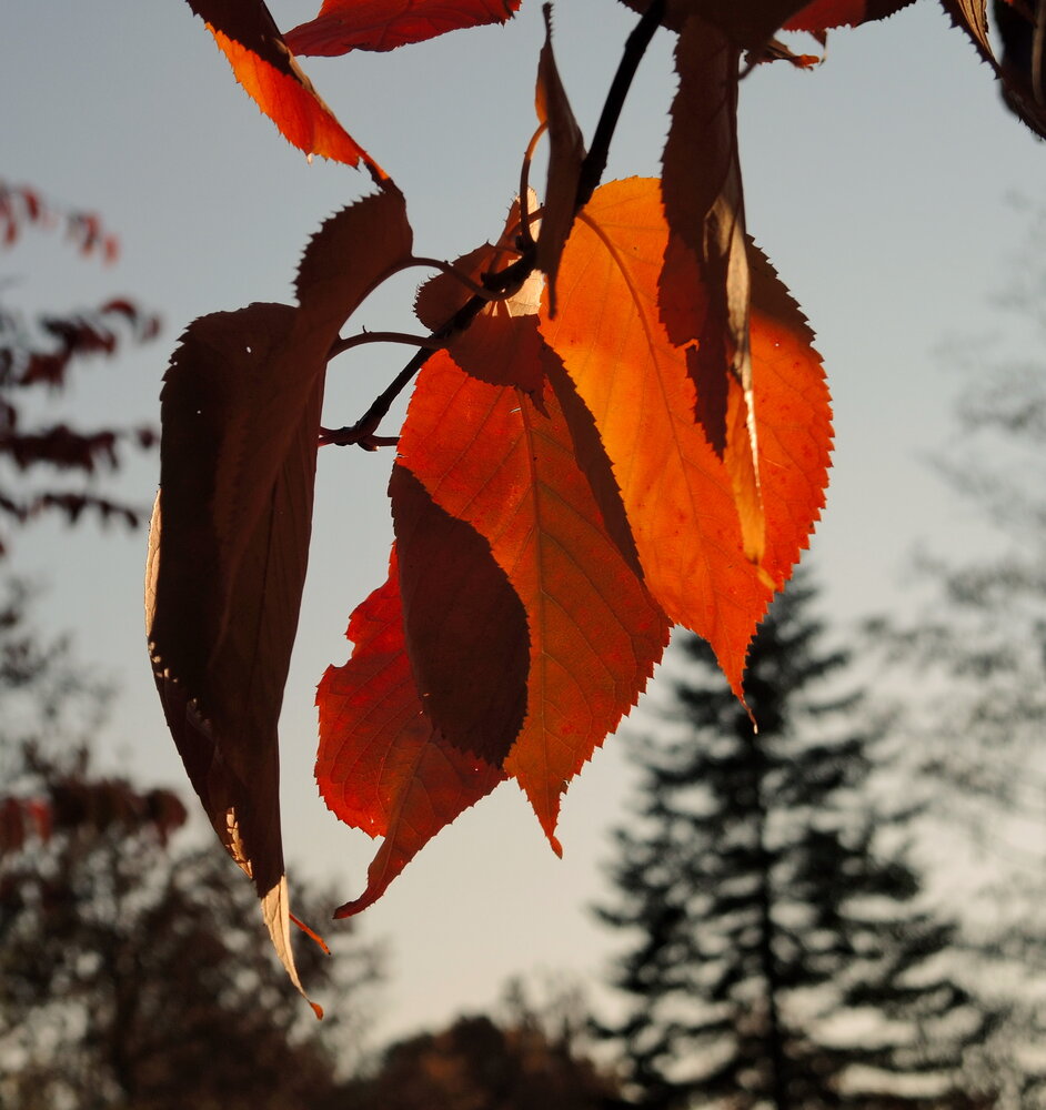 Photograph by Марина Колядина
