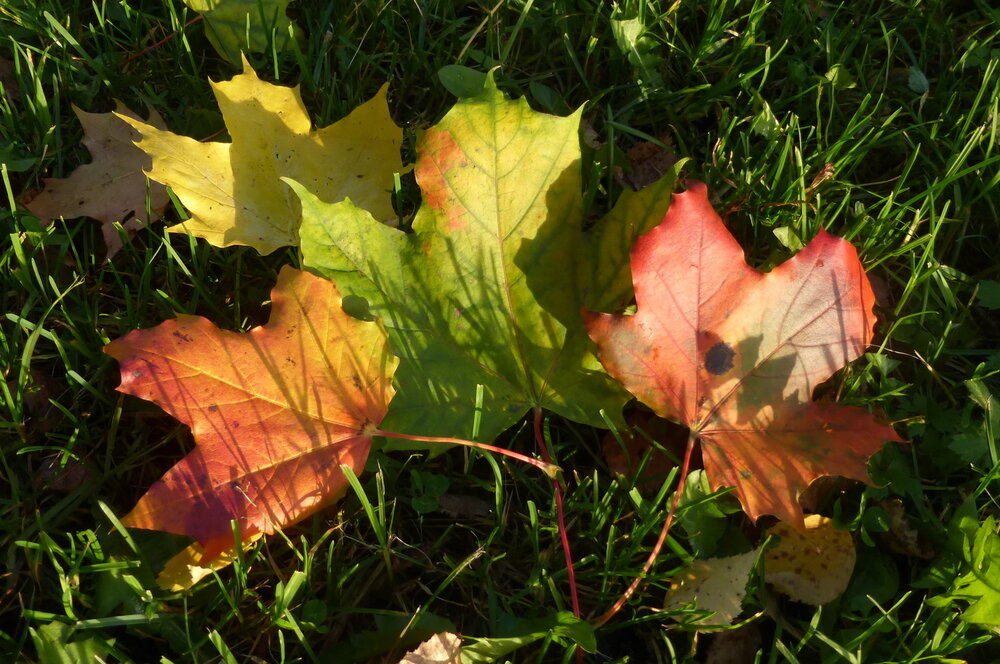 Photo #14094428