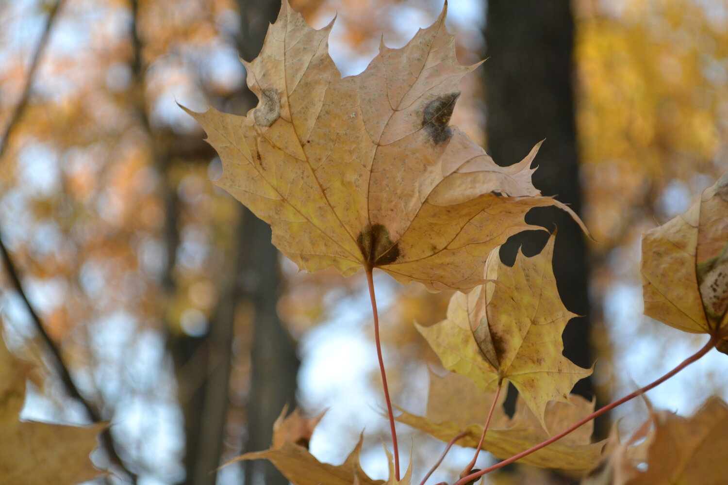 Photo #14094483