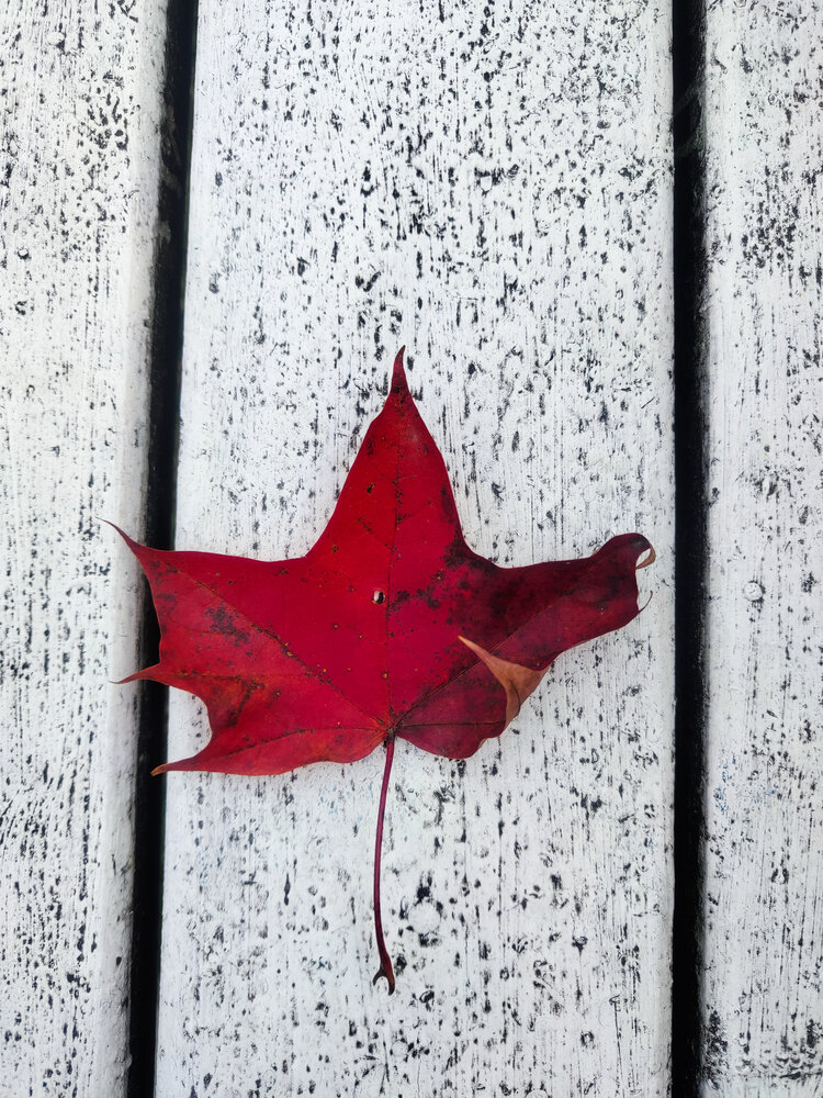 Photo #14094491