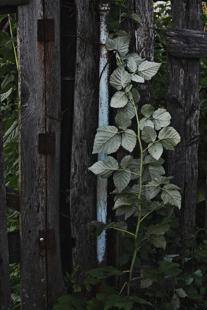 Photo #14094634