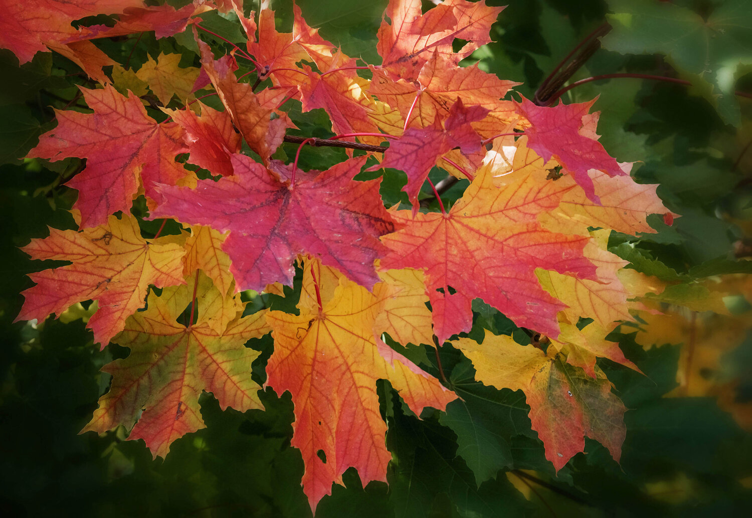 Photo #14094639
