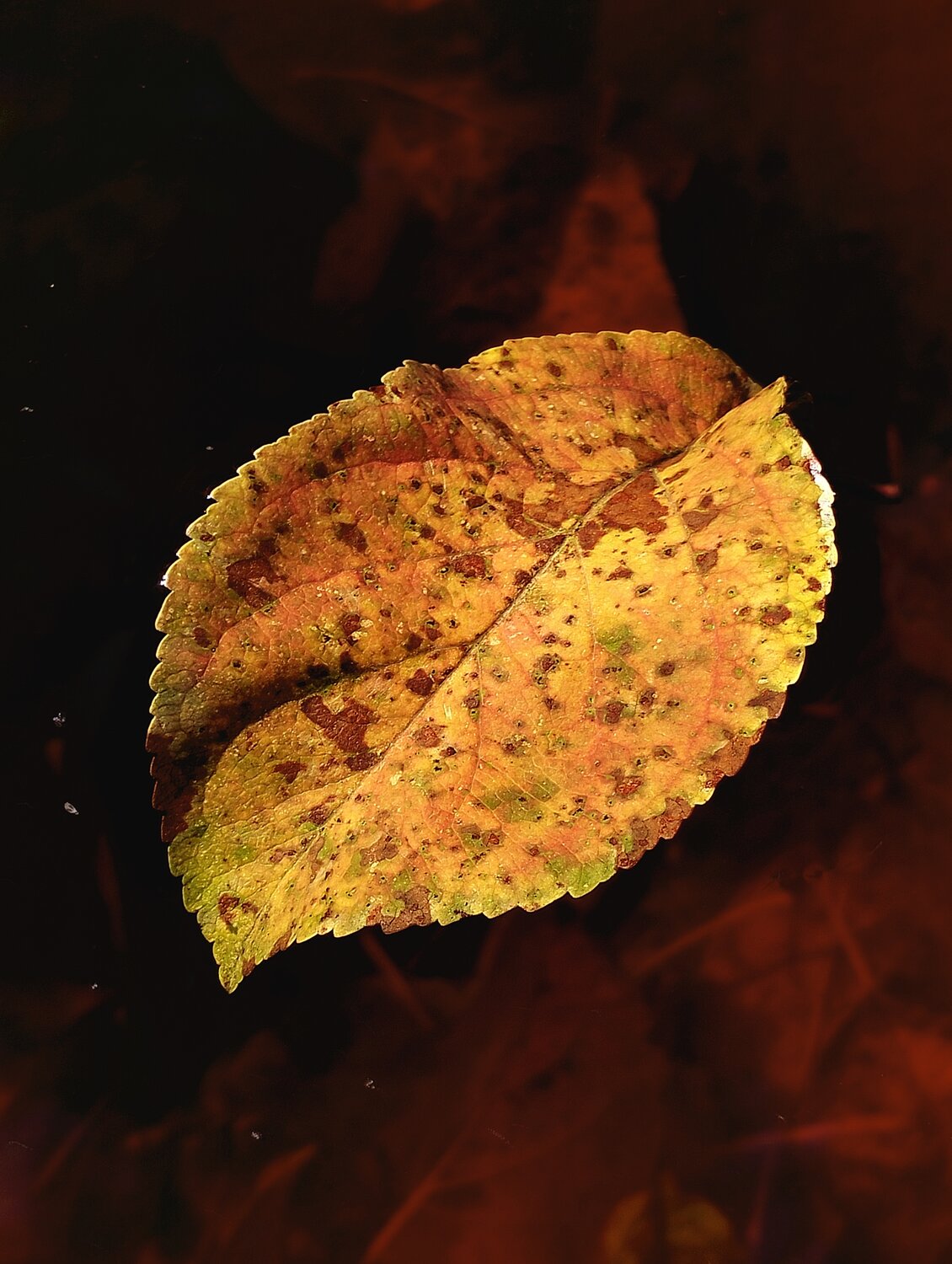 Photo #14094806