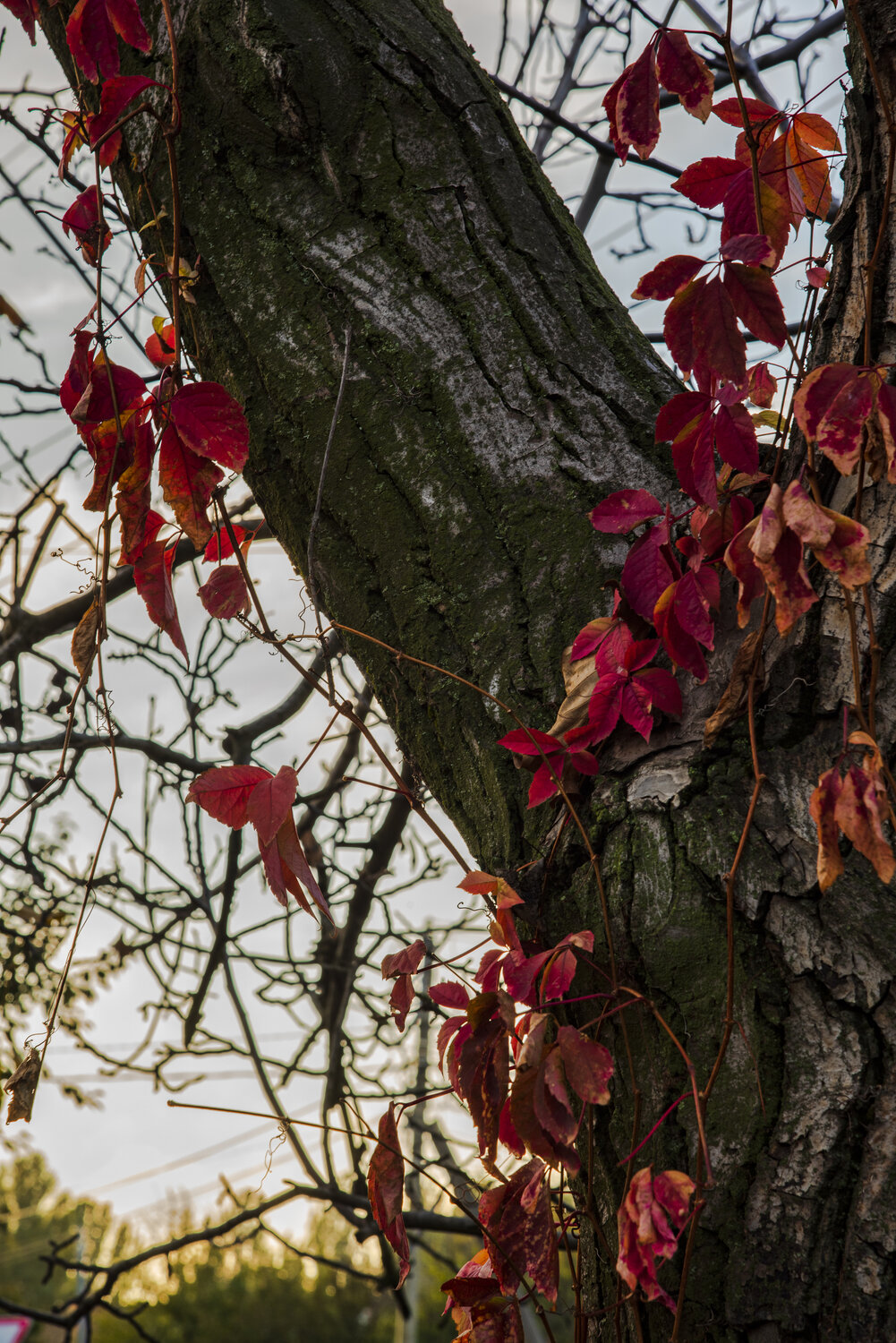 Photo #14094861