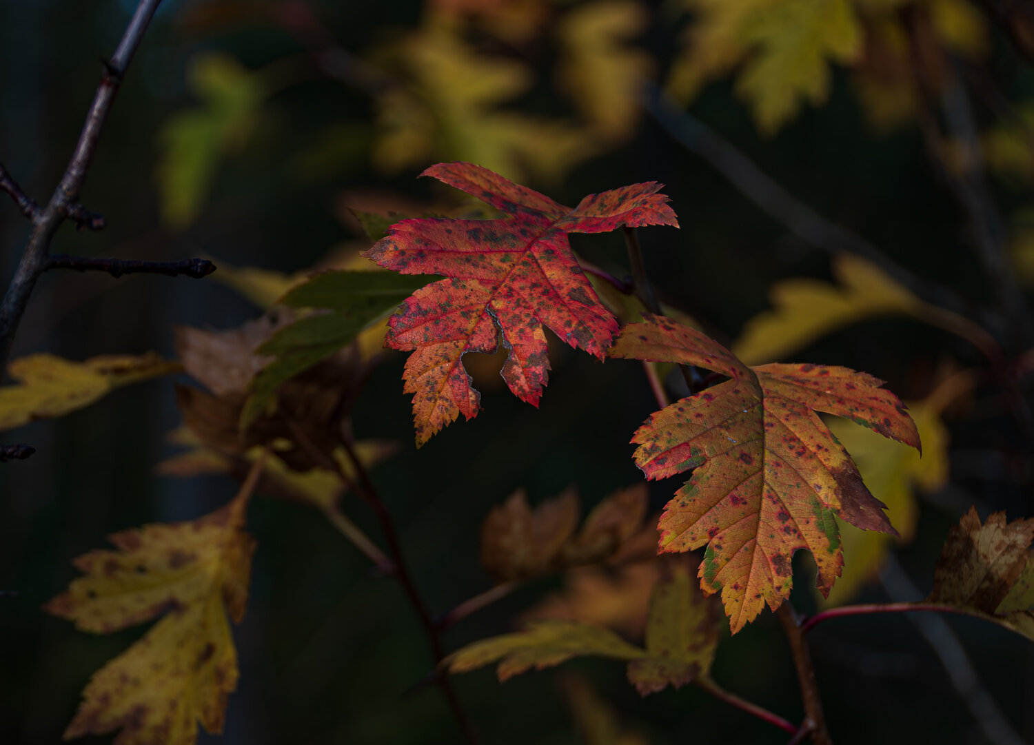 Photo #14094876
